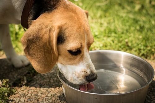 ドッグランで水を飲んでいるビーグル犬