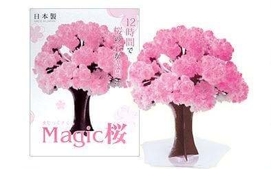 Magic桜