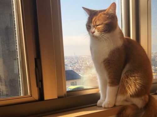 日光が当たってまぶしい顔の窓辺のネコ