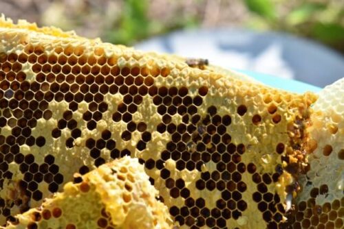 養蜂場の巣箱の蜂の巣